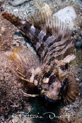Parablennius gattoruggine (cropped) by Vittorio Durante 